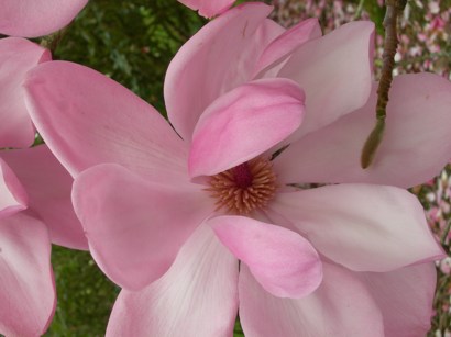 Magnolia